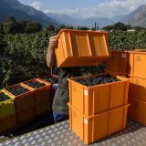 Vendanges